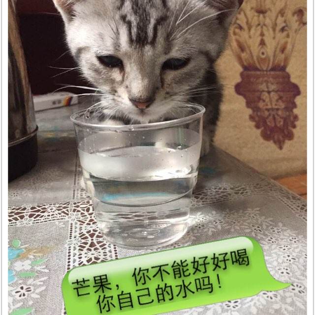 哪里可以办芬兰护照扫描件代办托业成绩单